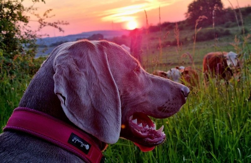 Camping sauerland mit hund gassi 66fe51f6be0a6