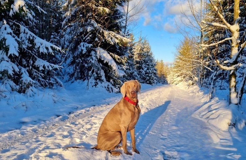 Wintercamping mit hund sauerland